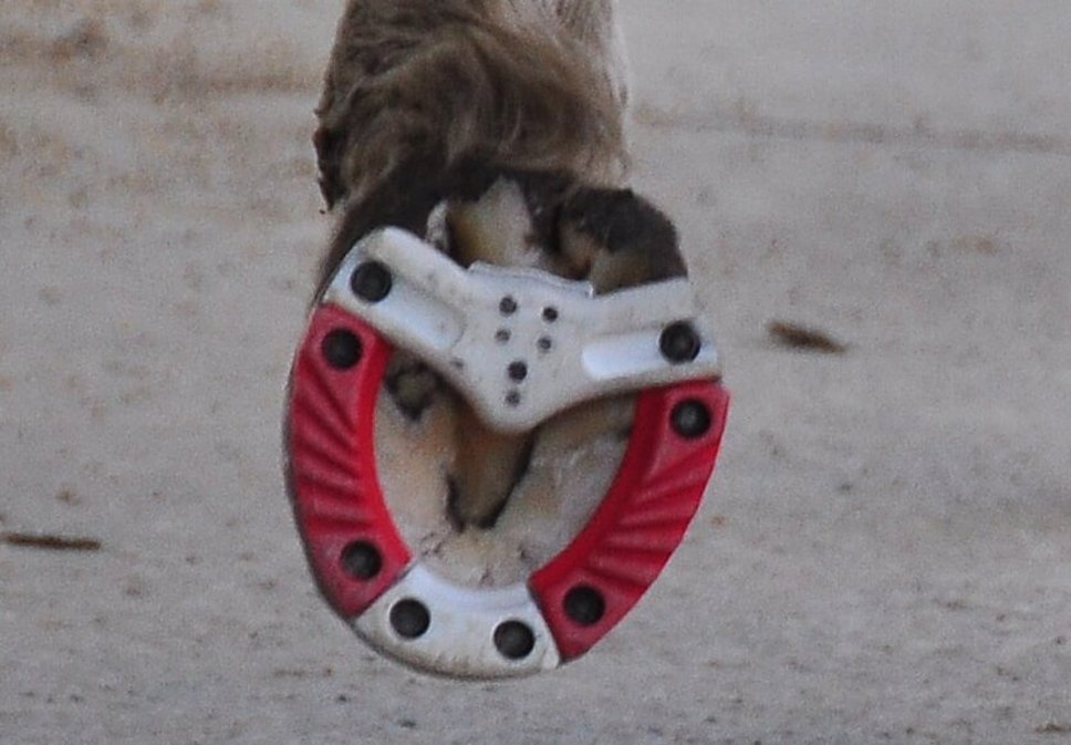 Segment Hufbeschlag