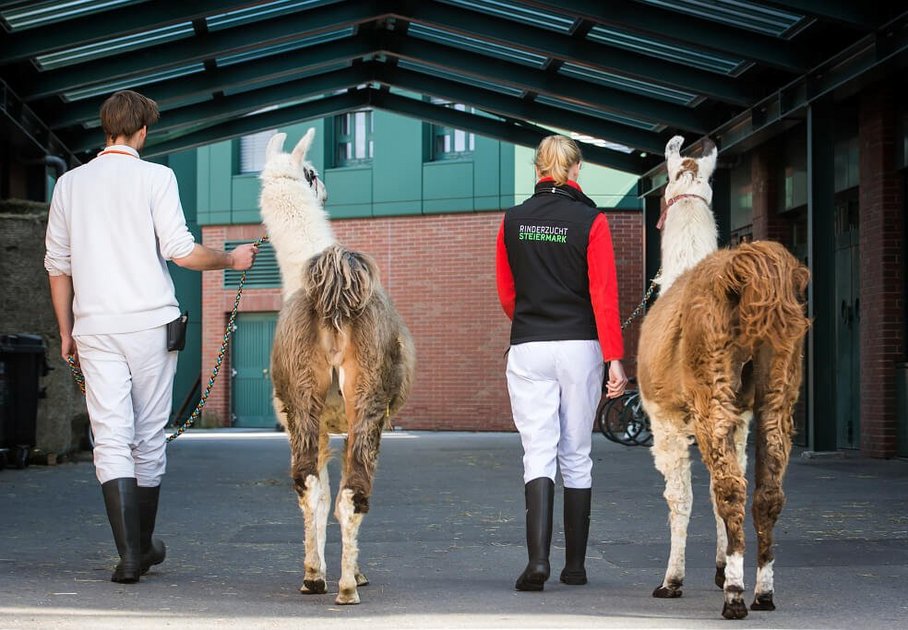 Lamas am Campus der Vetmeduni